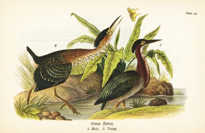 Green Heron, Male and Young by John James (after) Audubon