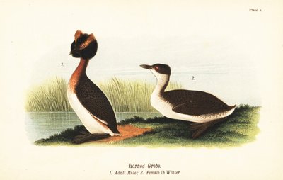Horned grebe, adult male and female in winter plumage by John James (after) Audubon