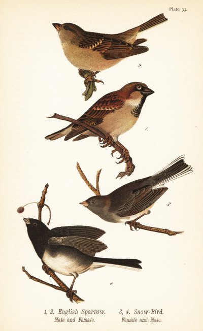 House Sparrow and Dark-eyed Junco by John James (after) Audubon