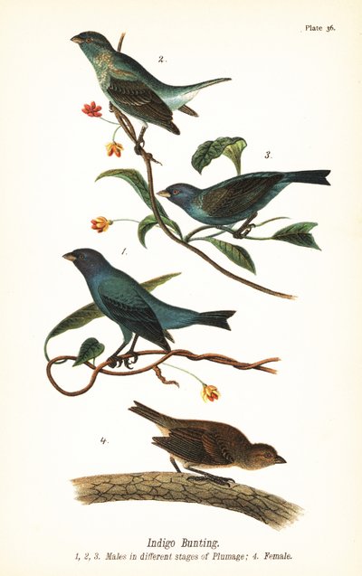 Indigo Bunting by John James (after) Audubon