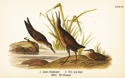 Least sandpiper, Calidris minutilla and Virginia rail, Rallus limicola by John James (after) Audubon