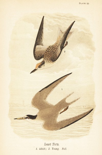 Least Tern, Adult and Young by John James (after) Audubon