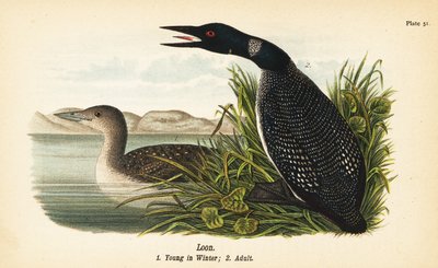 Loon, Young in Winter and Adult by John James (after) Audubon