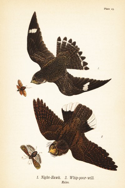 Night-hawk and Eastern Whip-poor-will, Males by John James (after) Audubon
