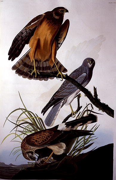 Northern Harrier (Marsh Hawk), from 