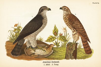Northern goshawk, Accipiter gentilis, American goshawk, adult with prey, young by John James (after) Audubon
