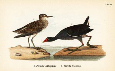 Pectoral Sandpiper and Common Gallinule by John James (after) Audubon