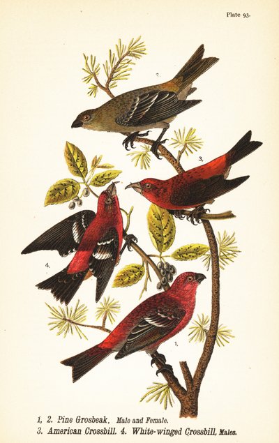 Pine grosbeak, Pinicola enucleator, male, female, American crossbill or red crossbill, Loxia curvirostra, white-winged crossbill, Loxia leucoptera, males by John James (after) Audubon