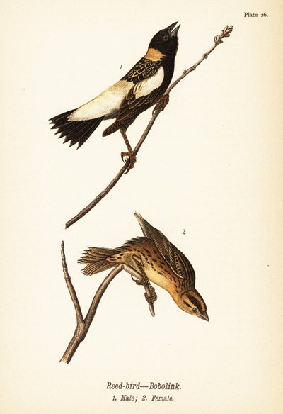 Reed-bird or Bobolink, Male and Female by John James (after) Audubon