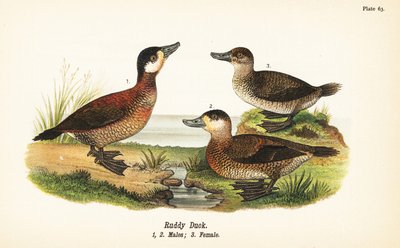 Ruddy Duck, Males and Female by John James (after) Audubon