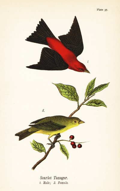 Scarlet Tanager, Male and Female by John James (after) Audubon