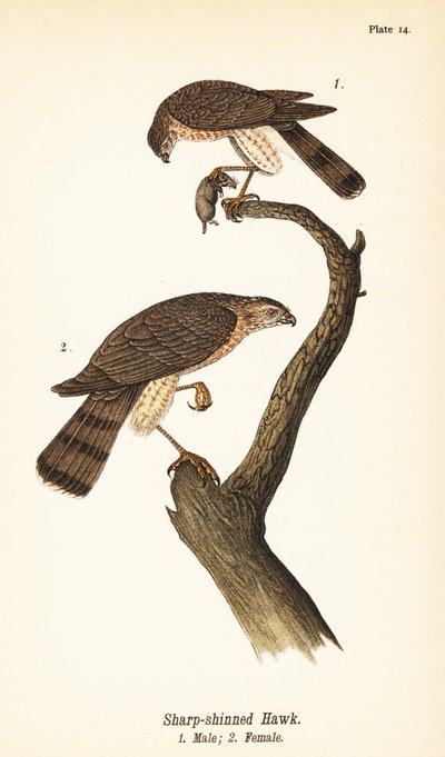 Sharp-shinned Hawk by John James (after) Audubon