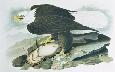 The Bald-Headed Eagle from Birds of America by John James (after) Audubon