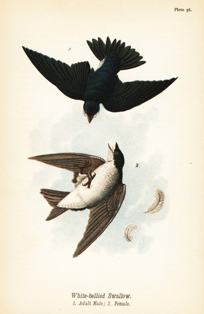 Tree Swallow by John James (after) Audubon