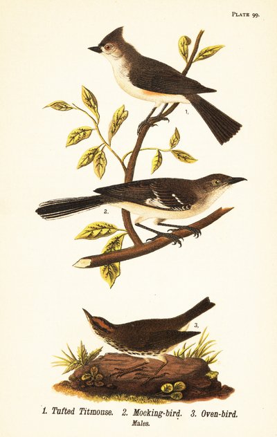 Tufted titmouse, northern mockingbird and ovenbird by John James (after) Audubon