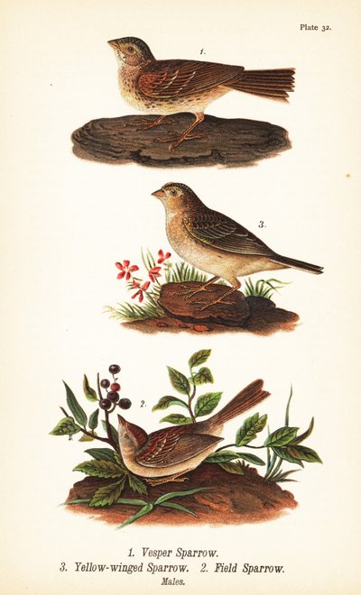 Vesper Sparrow, Grasshopper Sparrow, and Field Sparrow by John James (after) Audubon