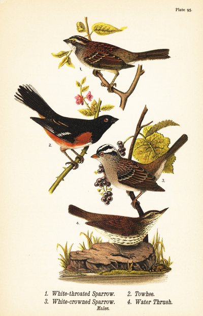 White-throated sparrow, eastern towhee, white-crowned sparrow, and northern waterthrush by John James (after) Audubon