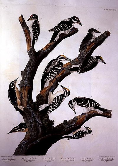 Woodpeckers, from 
