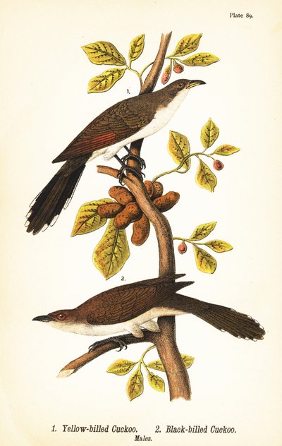 Yellow-billed cuckoo, Coccyzus americanus, and black-billed cuckoo, Coccyzus erythropthalmus, males by John James (after) Audubon