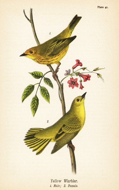 Yellow Warbler by John James (after) Audubon