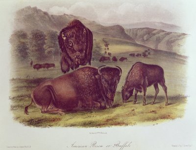 American Bison or Buffalo, from 