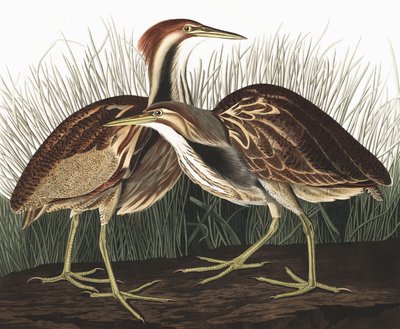 American Bittern, Botaurus Lentiginosus, from 