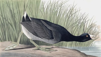 American Coot, Fulica Americana, from 