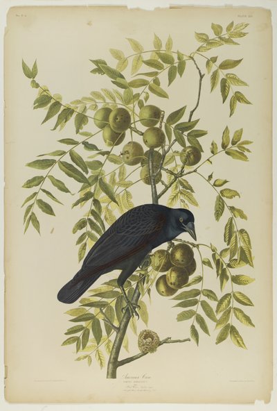 American Crow by John James Audubon