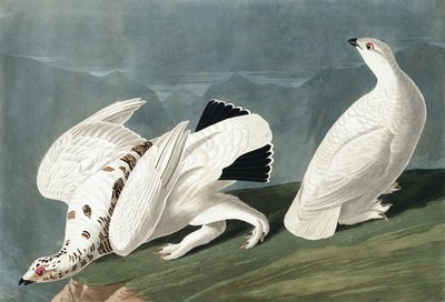 American Ptarmigan, Tetrao Mutus: White Tailed Grous, Tetrao Leucurus, from 
