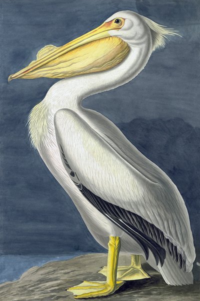 American White Pelican, Pelecanus Erythrorhynchos, from 