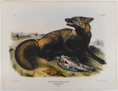 American Cross Fox by John James Audubon