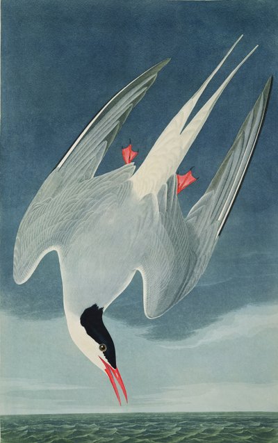Arctic Tern, from 