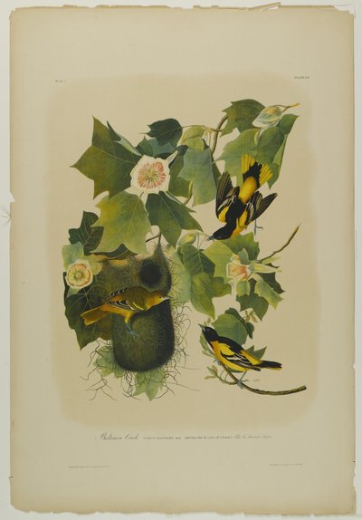 Baltimore Oriole by John James Audubon