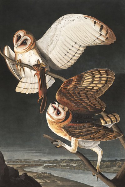 Barn Owl, Tyto Alba, from 