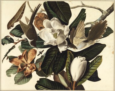 Black-billed cuckoo, 1822 by John James Audubon