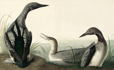 Black-throated Diver, Colymbus Arcticus, from The Birds of America by John J. Audubon, pub. 1827-38 by John James Audubon