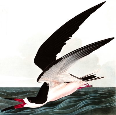 Black Skimmer or Shearwater, Rhincops Nigra, from 