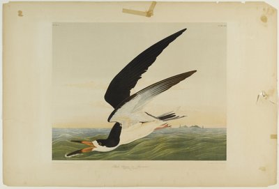 Black Skimmer or Shearwater by John James Audubon