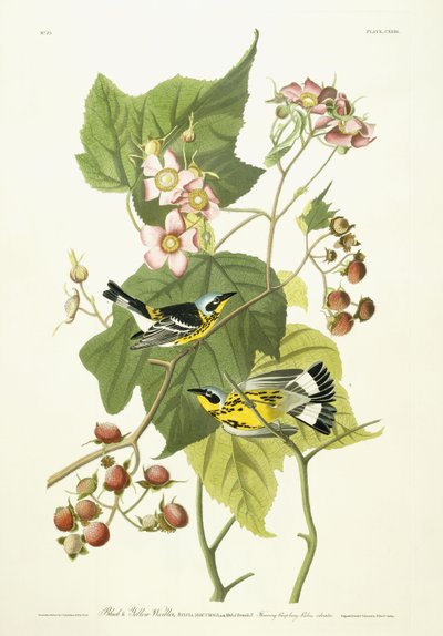 Black and Yellow Warbler and Flowering Raspberry by John James Audubon