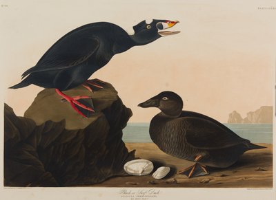 Black or Surf Duck, 1836 by John James Audubon