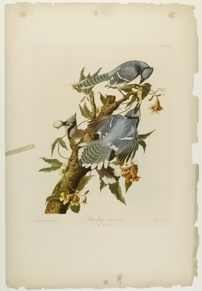 Blue Jay by John James Audubon