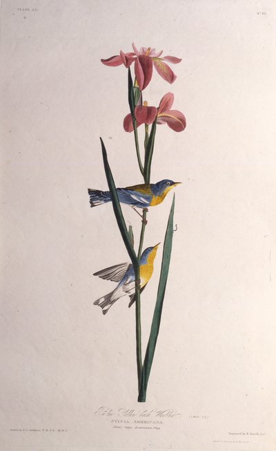 Blue Yellow-backed Warbler from The Birds of America by John James Audubon