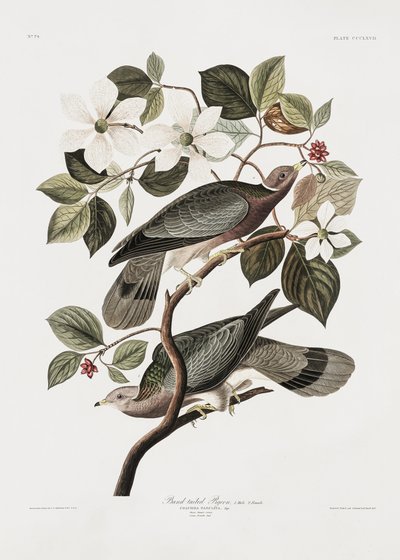 Brand Tailed Pigeon from Birds of America (1827) by John James Audubon