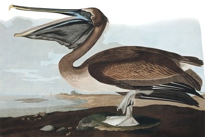 Brown Pelican, Pelecanus Fuscus, from 