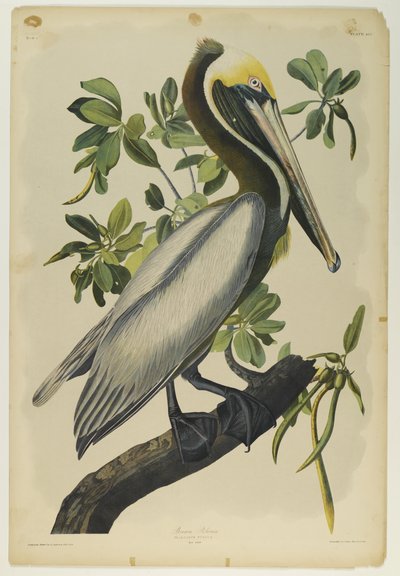 Brown Pelican by John James Audubon