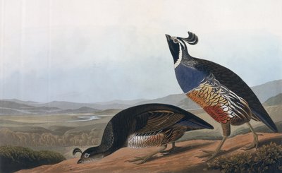 Californian Partridge, from 