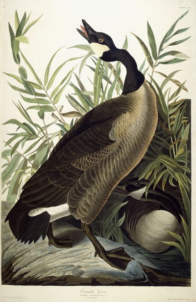 Canada Goose, c.1827-1838 by John James Audubon