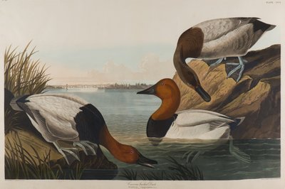 Canvas Backed Duck, 1836 by John James Audubon
