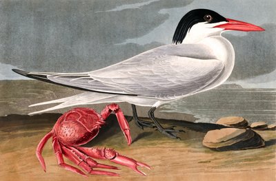 Cayenne Tern, Sterna Maxima, from The Birds of America by John James Audubon