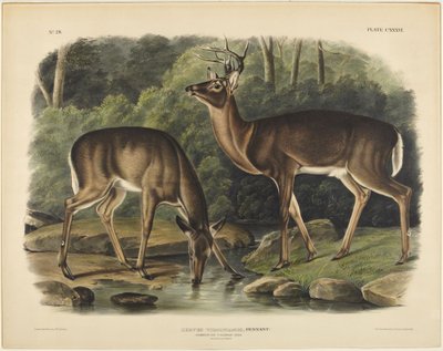 Cervus Virginianus, Pennant by John James Audubon